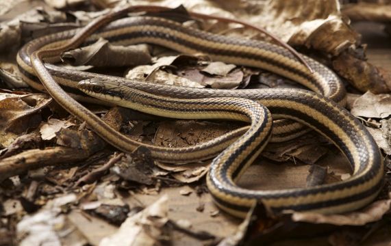 Image of Pacific Patchnose Snake