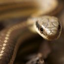Image of Pacific Patchnose Snake