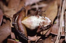Image of Massif Madagascar Frog