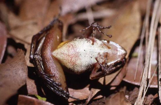 صورة Gephyromantis pseudoasper (Guibé 1974)