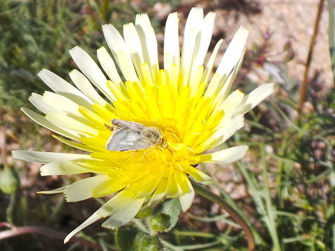 Image of smooth desertdandelion