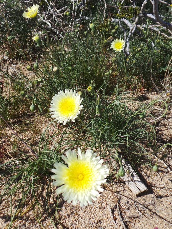 Image of smooth desertdandelion