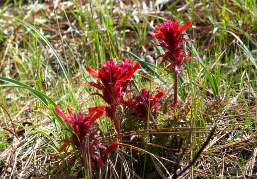 Imagem de Pedicularis densiflora Benth.