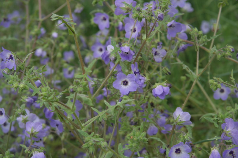 Image of blue fiestaflower