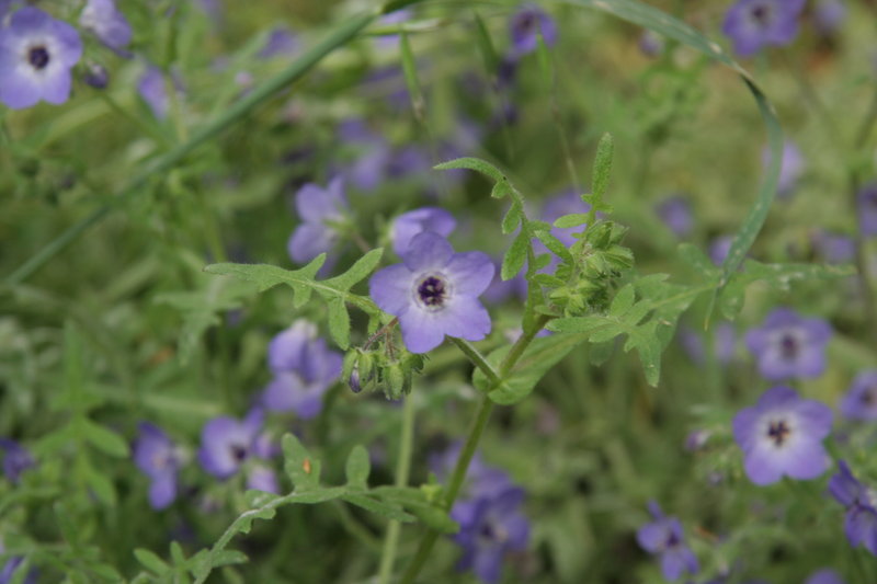 Image of blue fiestaflower