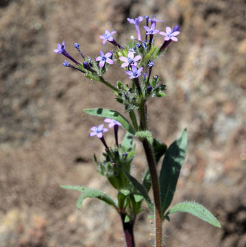 Plancia ëd Allophyllum divaricatum (Nutt.) A. D. & V. E. Grant