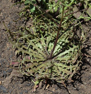 Image of Cleveland's desertdandelion