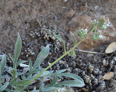 Phacelia mutabilis Greene的圖片