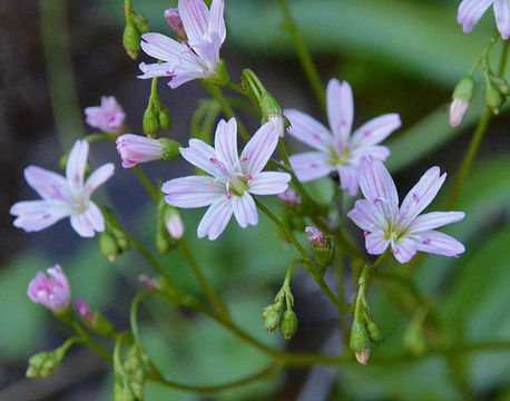 Image of Congdon's lewisia