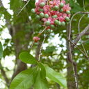 Image of Brick-red ochna