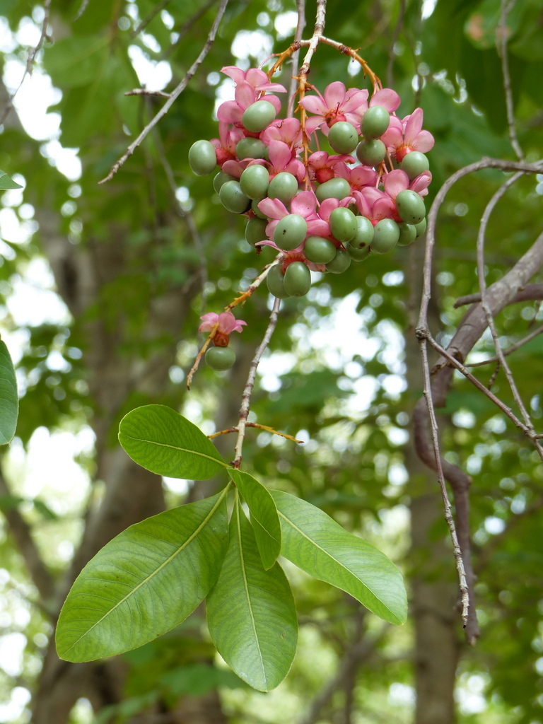 Image of Brick-red ochna