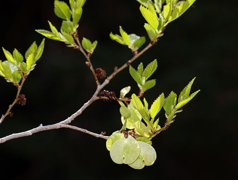 Image of Siberian Elm