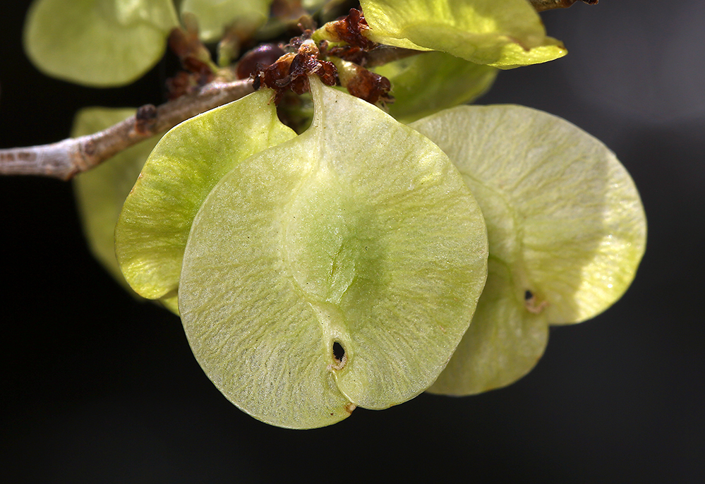 Image of Siberian Elm