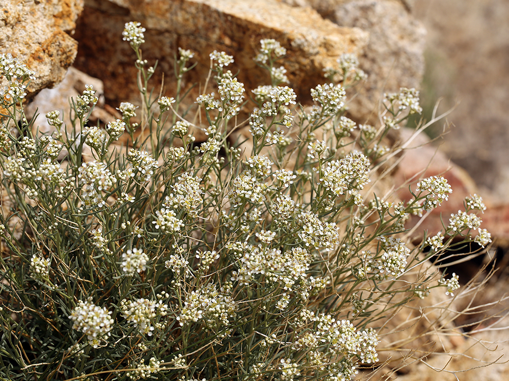 Sivun Lepidium fremontii S. Watson kuva