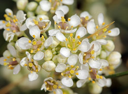 Sivun Lepidium fremontii S. Watson kuva