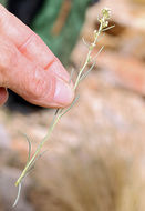 Sivun Lepidium fremontii S. Watson kuva