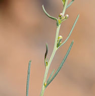 Sivun Lepidium fremontii S. Watson kuva