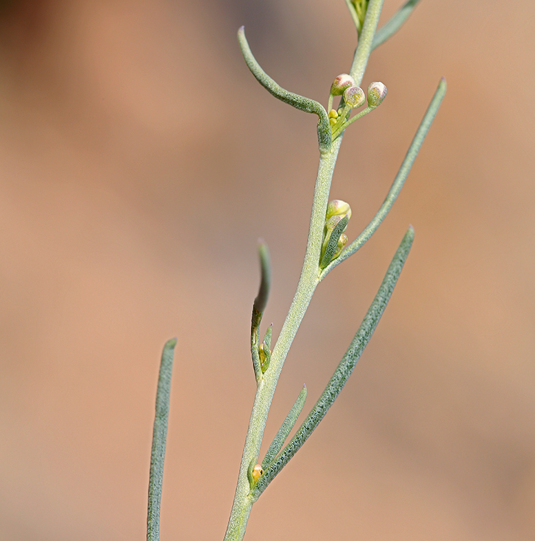 Sivun Lepidium fremontii S. Watson kuva