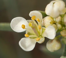 Sivun Lepidium fremontii S. Watson kuva