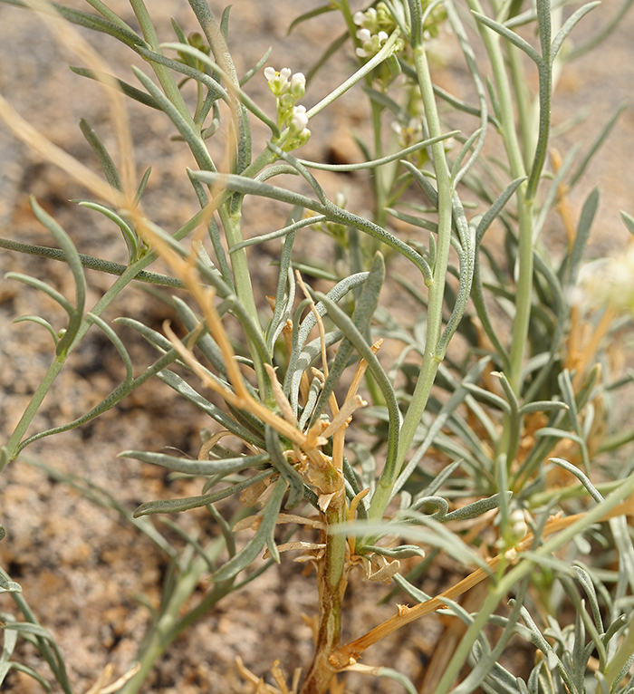 Image of desert pepperweed