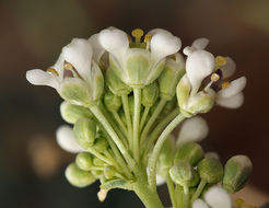 Image of desert pepperweed