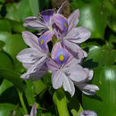 Imagem de Eichhornia crassipes (Mart.) Solms