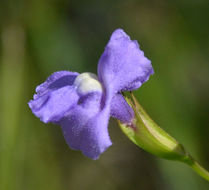 Image of Allegheny monkeyflower