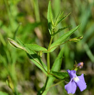 Image of Allegheny monkeyflower