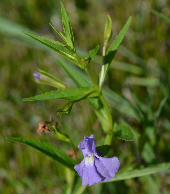 Image of Allegheny monkeyflower