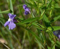 Image of Allegheny monkeyflower