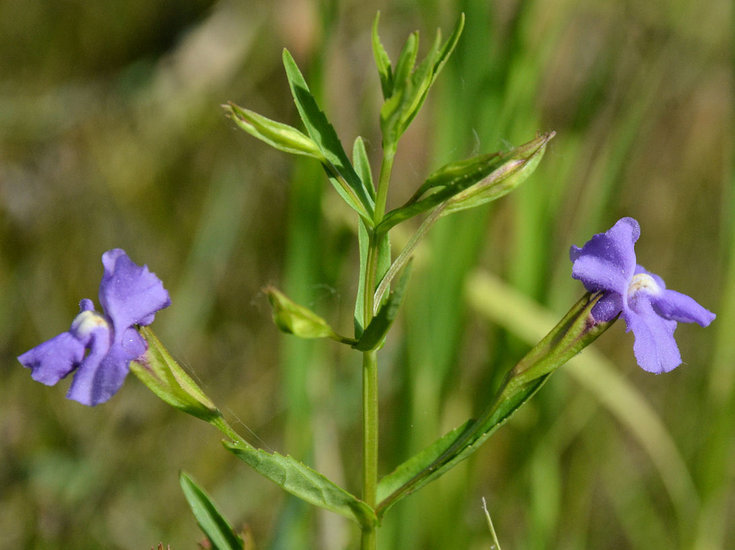 Image of Allegheny monkeyflower