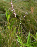 Imagem de Persicaria hydropiperoides (Michx.) Small