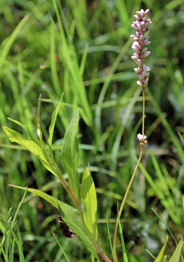 Image of Swamp Smartweed