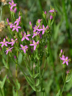 Image of charming centaury