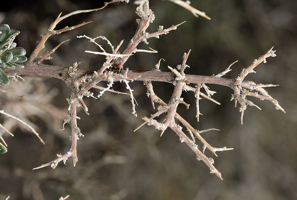 Plancia ëd Grayia spinosa (Hook.) Moq.