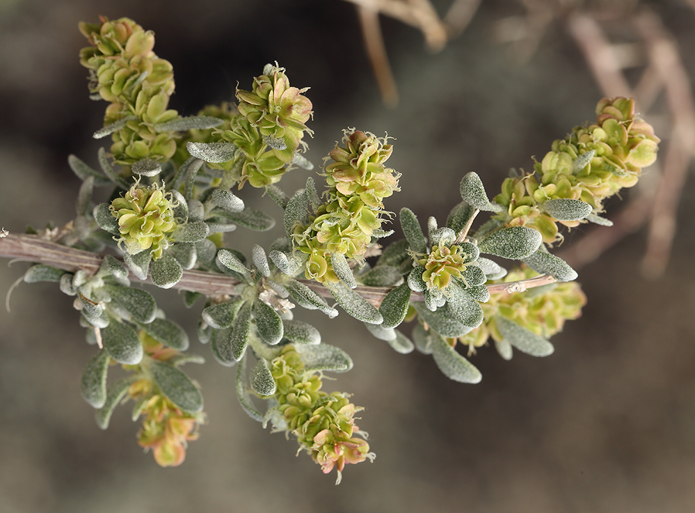 Plancia ëd Grayia spinosa (Hook.) Moq.