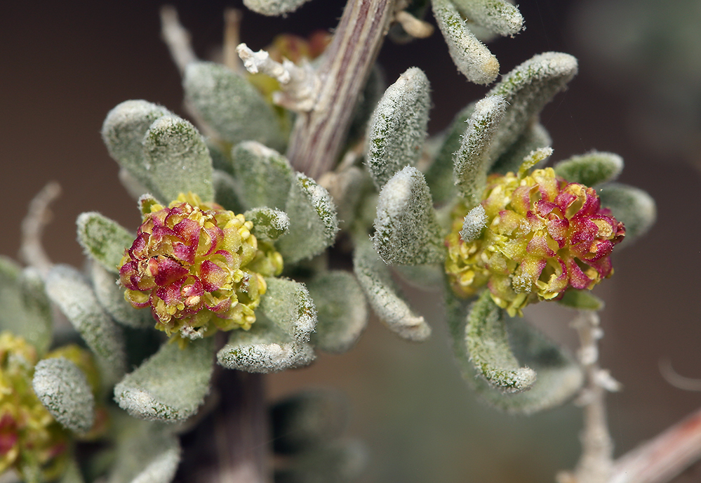 Image of spiny hopsage