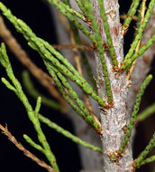 Image of smallflower tamarisk