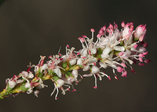 Image of smallflower tamarisk