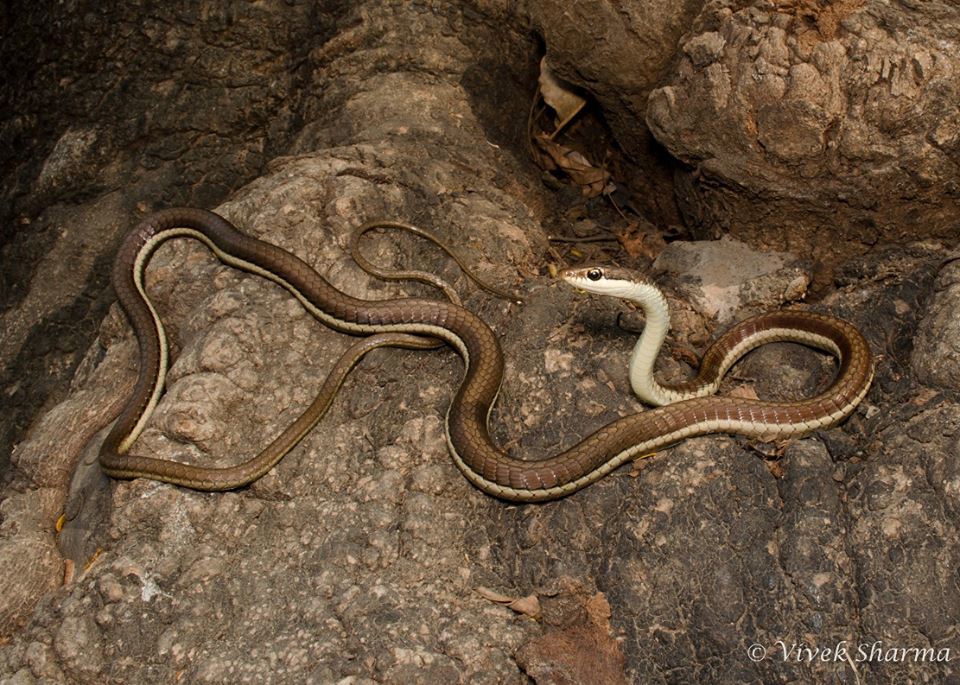 Sivun Dendrelaphis tristis (Daudin 1803) kuva