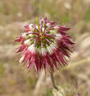 Слика од Trifolium ciliolatum Benth.