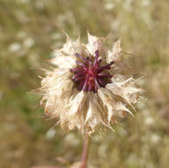 Слика од Trifolium ciliolatum Benth.