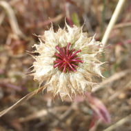 Image of Foothill Clover