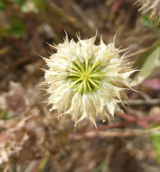 Слика од Trifolium ciliolatum Benth.