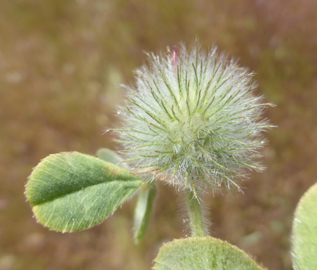 Image of rose clover