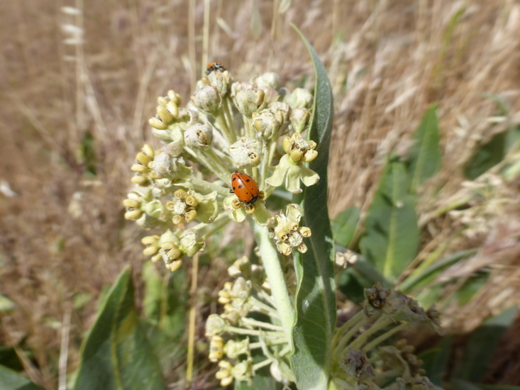 Image of woolly milkweed