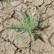 Image of Fitches Spikeweed