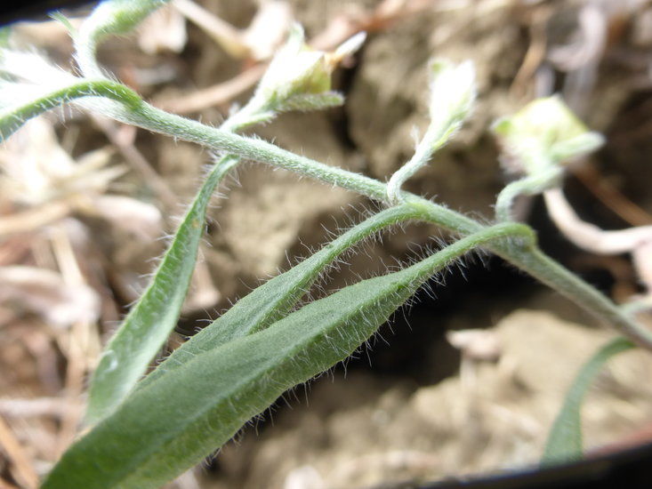 Image de Convolvulus simulans Perry