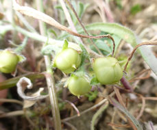 Image de Convolvulus simulans Perry