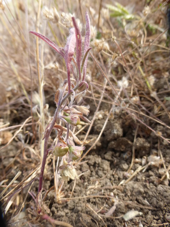 Image of Convolvulus simulans Perry